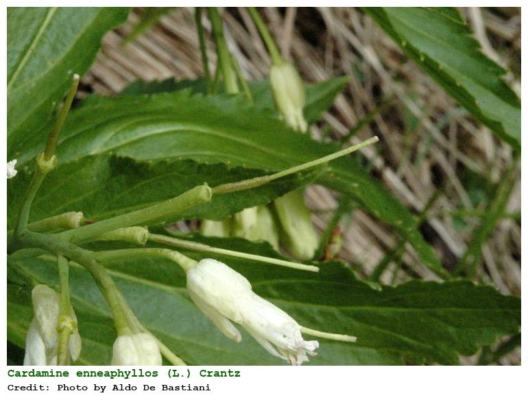 Cardamine enneaphyllos (L.) Crantz